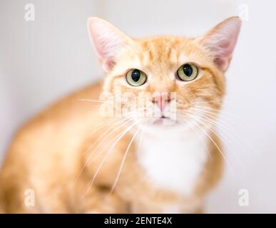 A shorthair cat with orange tabby and white markings Stock Photo