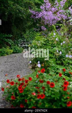 white metal seat,seating,garden furniture,white bench,Potentilla thurberi Monarch's Velvet,Thalictrum delavayi, Chinese meadow-rue,red purple flowers, Stock Photo