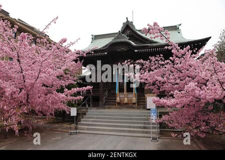 A view of the Main prayer hall at Sakura Jingu Shrine in Setagaya.The Cherry blossom also known as Sakura in Japan normally peaks in March or early April in spring. The Sakura is the National flower of Japan. Stock Photo