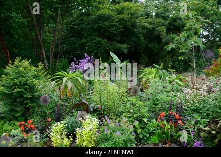 echium,lilium,dahlia,dahlias,salvia amistad,allium globemaster,linaria peachy,ensete ventricosum maurelii,banana,astrantia,thalictrum,tropical plantin Stock Photo