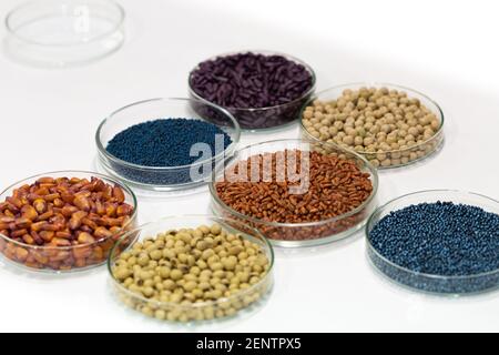 Colorful pesticide-treated rapeseed, sunflower, wheat, pea, soy, and corn seeds in a petri dish in the lab. High quality photo Stock Photo