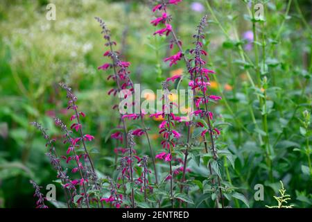 Salvia curviflora,pink flowers,flower,flowering,perennial salvia,salvias,garden,gardens,RM Floral Stock Photo