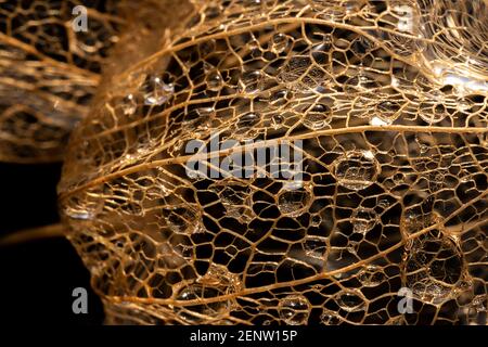 the empty shell of the lantern flower Stock Photo