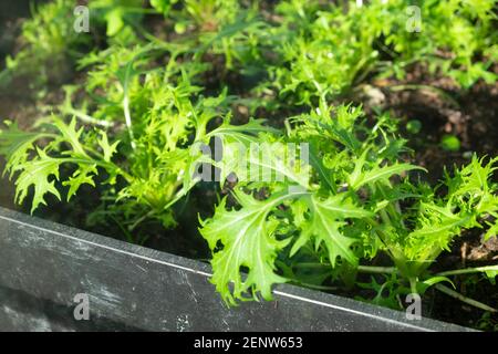 Leaves of Japanese mizuna greens growing in plastic container in greenhouse in winter February 2021 Wales UK KATHY DEWITT Stock Photo