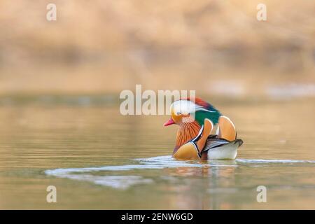 Close-up of a Mandarin duck male Aix galericulata swimming with reflection in the water Stock Photo