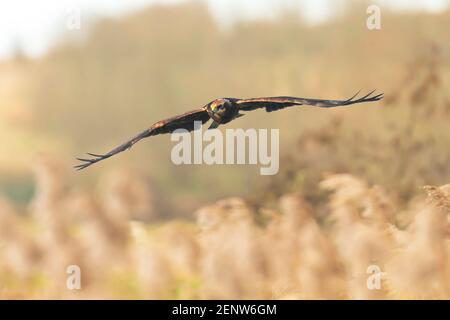 Western marsh harrier, Circus aeruginosus, bird of prey in flight searching and hunting above a field. Selective focus technique, winter landscape. Stock Photo