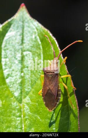 Closeup of a Sloe Bug insect, Dolycoris baccarum, crawling under sunlight in vegetation. Stock Photo