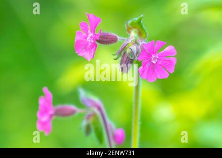 Closeup of the pink flowers of Silene dioica known as red campion and red catchfly blooming during Springtime season. Stock Photo