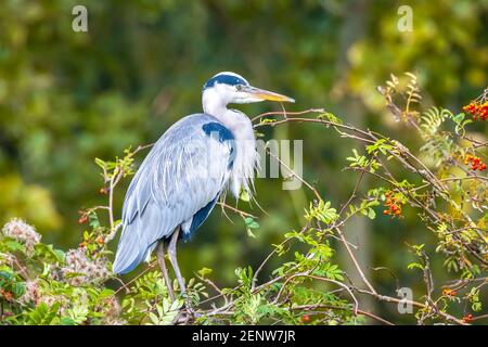 Closeup of a grey heron, Ardea cinerea, resting high up in a tree in a forest. Stock Photo