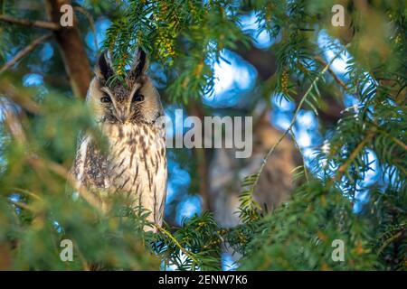Long eared owl, Asio otus, bird of prey perched and resting in a tree wih snow in winter daytime colors facing camera.