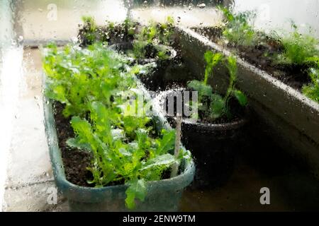 Outside view of green lettuce lettuces growing in plastic containers inside a greenhouse and water drops on panes of glass in Wales UK KATHY DEWITT Stock Photo