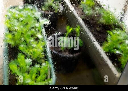 Outside view of green lettuce lettuces growing in plastic containers inside a greenhouse and water drops on panes of glass in Wales UK KATHY DEWITT Stock Photo