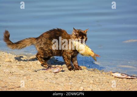 Feral cat Catch a fish Stock Photo