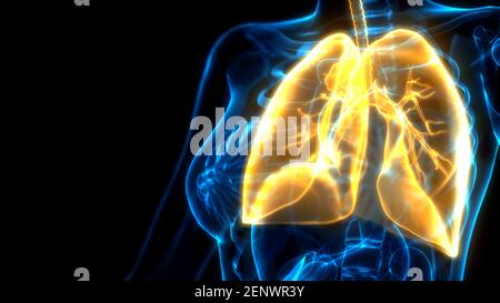 cg medicine 3d illustration, orange lungs on x ray scan Stock Photo