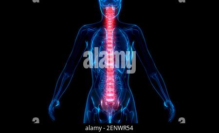 cg medicine 3d illustration, spine on xray scan of body Stock Photo