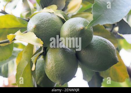 unripe lemons on tree Stock Photo