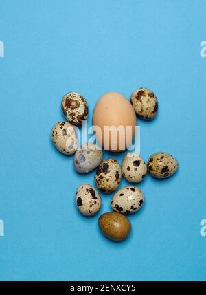 chicken egg on a blue background and around a few small quail eggs Stock Photo