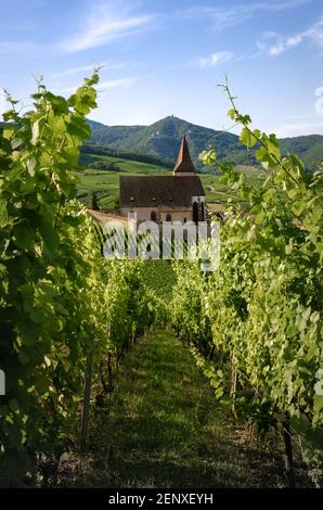 Summer sunset view of the medieval church of Saint-Jacques-le-Major in Hunawihr, small village between the vineyards of Ribeauville, Riquewihr and Col Stock Photo