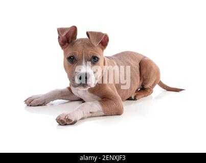 White american store staffordshire terrier puppies