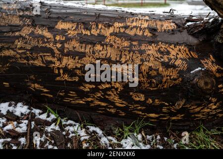 Beaver teeth marks on a fallen tree. Stock Photo