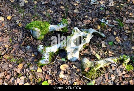 A skeleton with the bones of a dead animal killed in the forest lying on the ground in moss Stock Photo