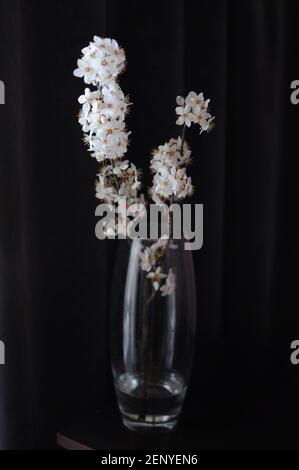 Spring apple blossom flowers in vase on dark background. Home minimalism decor Stock Photo