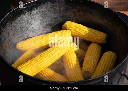 Corn on the cob. Sweet corn cooked in boiling water in a saucepan for street food festival. Stock Photo