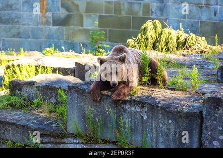 Bear in the bear pit in Bern in a beautiful summer day, Switzerland Stock Photo