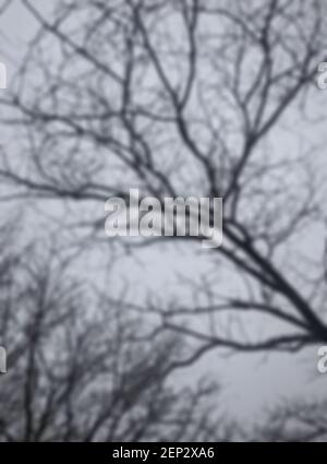 Defocused snowfall and snow-covered treetops against the background of gray clouds that covered the entire sky. A cold winter day in a park. Stock Photo