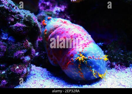 Sea apple colorful marine invertebrate - Pseudocolochirus violaceus Stock Photo