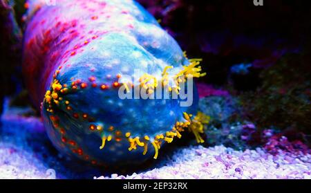 Sea apple colorful marine invertebrate - Pseudocolochirus violaceus Stock Photo