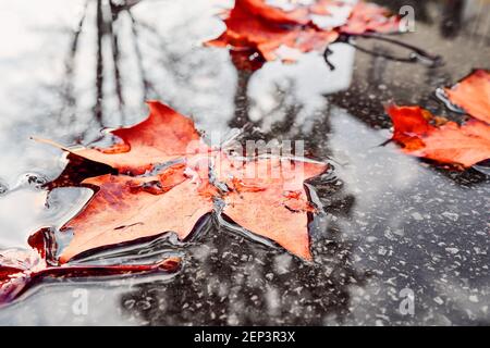 Fallen yellow autumn leaves in puddle on the road, macro closeup. Autumn maple colorful leaf close up on wet asphalt pavement. Stock Photo