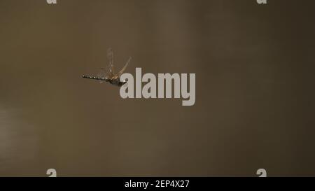 Dragonfly in mid flight over dirty water Stock Photo