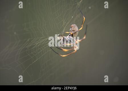 Golden orb weaver spider in web with prey Stock Photo