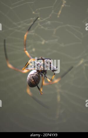 Golden orb weaver spider in web with prey