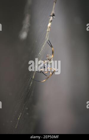 Golden orb weaver spider in web with prey Stock Photo