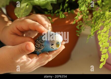 A budgie sits on the palm of a person's hand. A man's hands are stroking a blue parrot. The owner caresses his pet. A tame bird. Close-up. Stock Photo