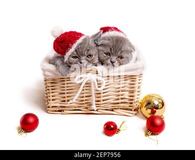 Gray christmas kittens in basket Stock Photo