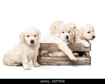 Five golden retriever puppies together isolated Stock Photo