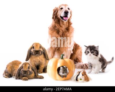Group of cute fluffy pets Stock Photo
