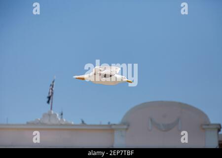 Seagull flying over roof top and trees. Stock Photo