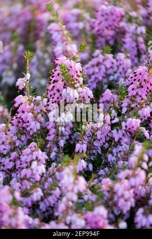 Erica carnea 'December Red'. Heather 'December Red'. Magenta flowers in early spring Stock Photo