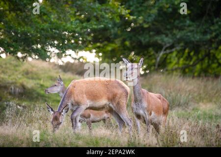 Herd of deer grazing on Dyrehaven or Jægersborg Dyrehave which is a forest park north of Copenhagen Stock Photo