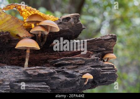 Deadly poisonous mushroom Galerina marginata in floodplain forest. Known as funeral bell or the deadly skullcap. Wild poisonous mushrooms. Stock Photo