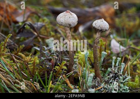 Inedible mushroom Tulostoma brumale on a xerotherm meadow. Known as Winter Stalk-puffball or Winter Stalkball. Wild mushrooms growing in the grass. Stock Photo