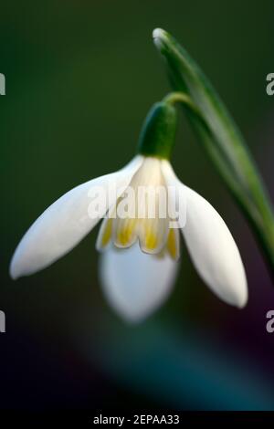 galanthus das gelbe vom ei,Galanthus The Yellow of the Egg,yellow, snowdrop, snowdrops, spring, flower, flowers, flowering,RM Floral Stock Photo