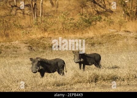 Warthogs in the bush Stock Photo