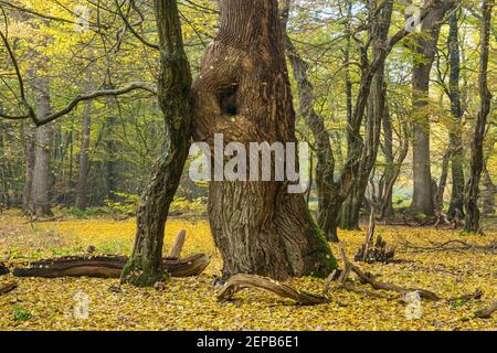 Urwald mit alten Baeumen, Urwald Baumweg, Muensterland, Stock Photo