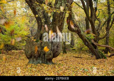 Urwald mit alten Baeumen, Urwald Baumweg, Muensterland, Stock Photo