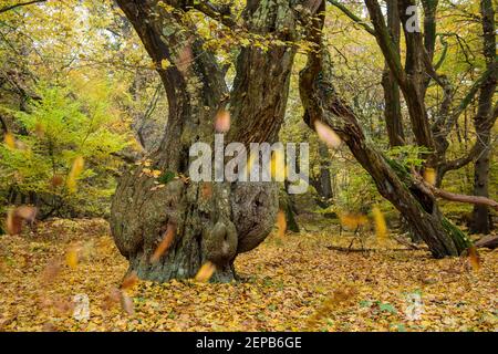 Urwald mit alten Baeumen, Urwald Baumweg, Muensterland, Stock Photo